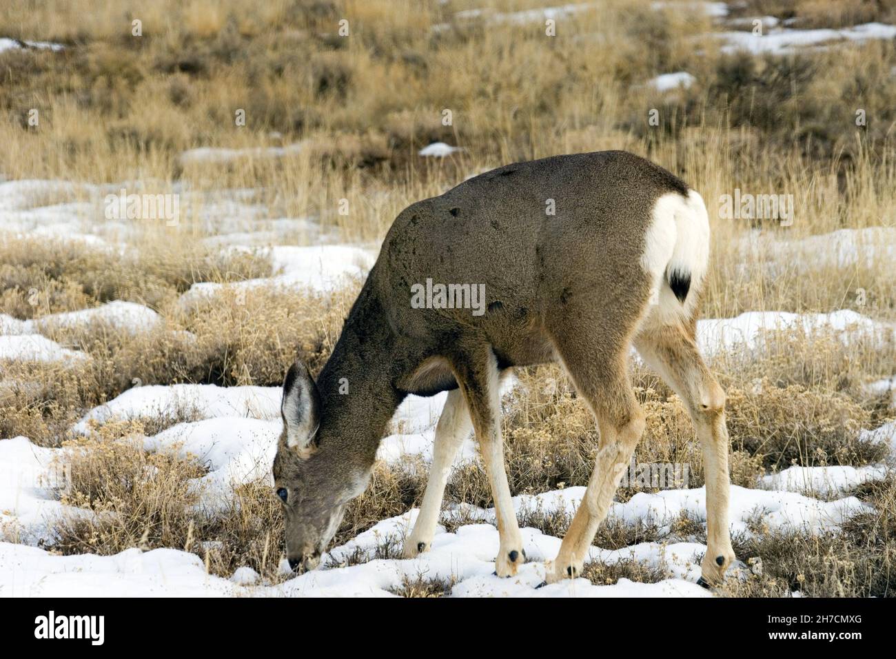 Cervo mulo, cervo dalla coda nera (Odocoileus hemionus), foraging in terra di erba con resti di neve, USA Foto Stock