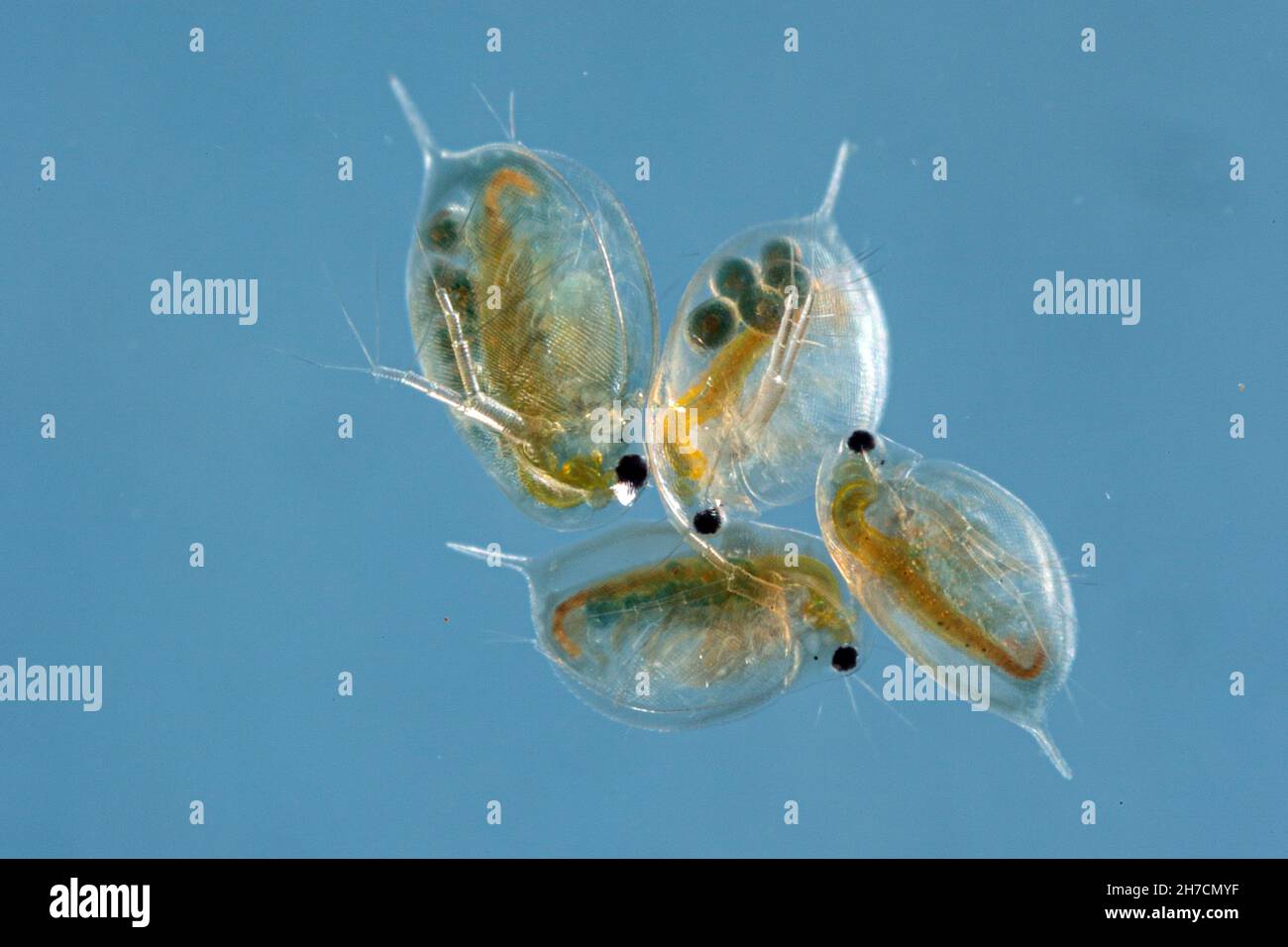 Comune acqua pulce (Daphnia spec.), femmine con uova nel loro sacco da riproduzione, Germania, Baviera Foto Stock