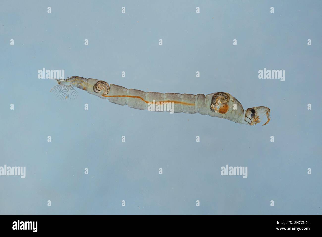 Phantom midge (Chaoborus spec.), larva galleggiante in acqua, bianco midge, Germania Foto Stock