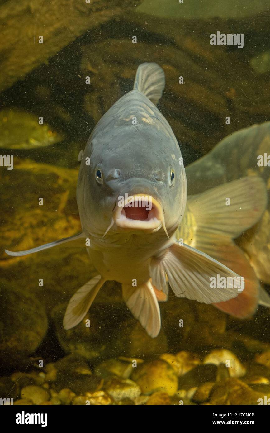 Carpa, carpa comune, carpa europea (Cyprinus carpio), carpa a specchio dalla parte anteriore, Germania Foto Stock