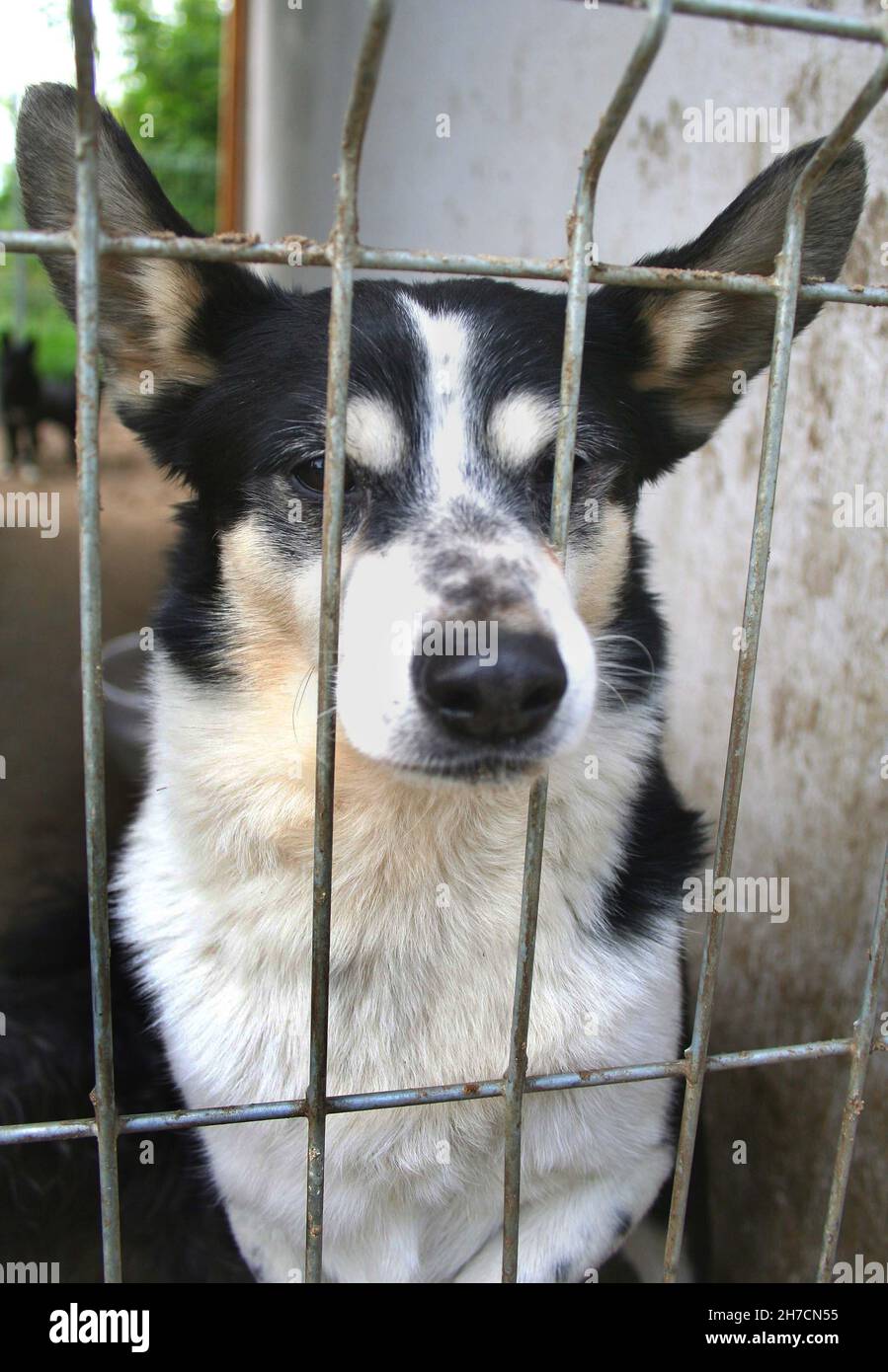 Cane domestico (Canis lupus F. familiaris), cane in canile sembra tristemente attraverso una grata, Germania Foto Stock