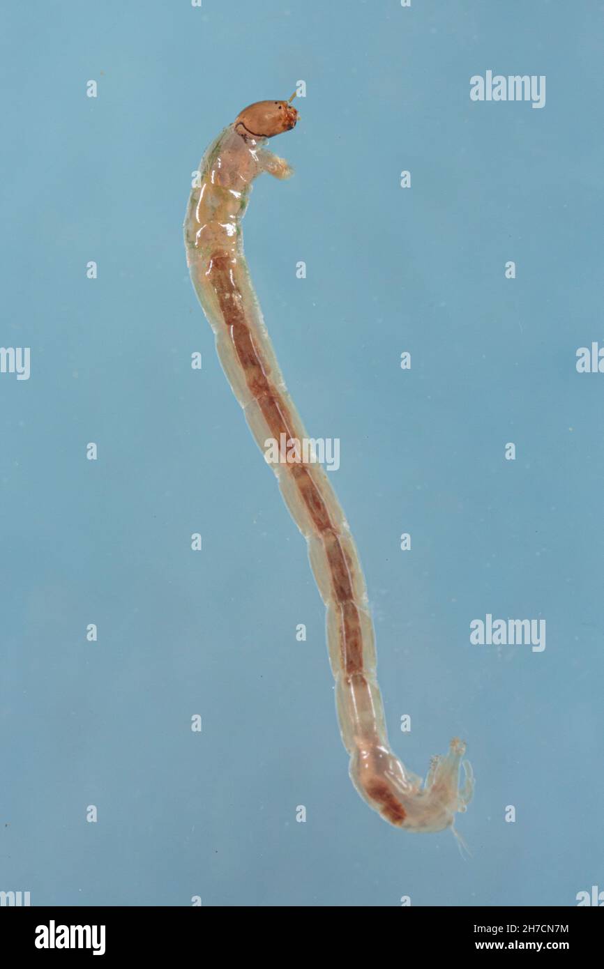 Ostetrica non mordente, gnat (Chironomus spec.), larva rosso gnat, Germania Foto Stock