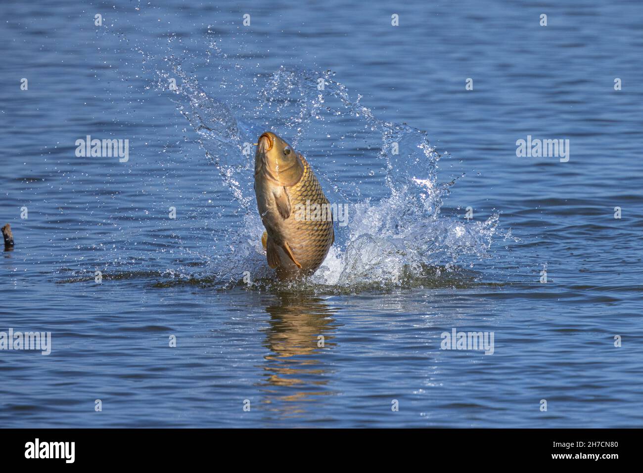 Carpa, carpa comune, carpa europea (Cyprinus carpio), salta fuori dall'acqua per sbarazzarsi dei pidocchi carpe, Germania, Baviera Foto Stock