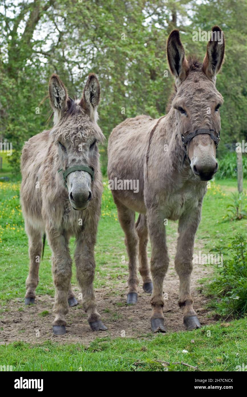 Asino domestico (Equus asinus asinus), due asini nella recinzione esterna, Germania Foto Stock