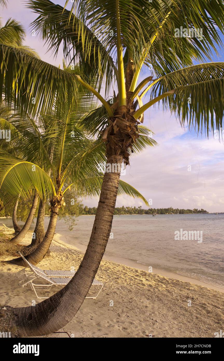 Lettini vuoti su una spiaggia di palme, Polinesia Francese, Rangiroa Foto Stock