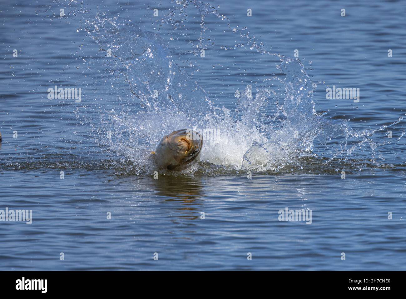 Carpa, carpa comune, carpa europea (Cyprinus carpio), salta fuori dall'acqua per sbarazzarsi dei pidocchi carpe, Germania, Baviera Foto Stock