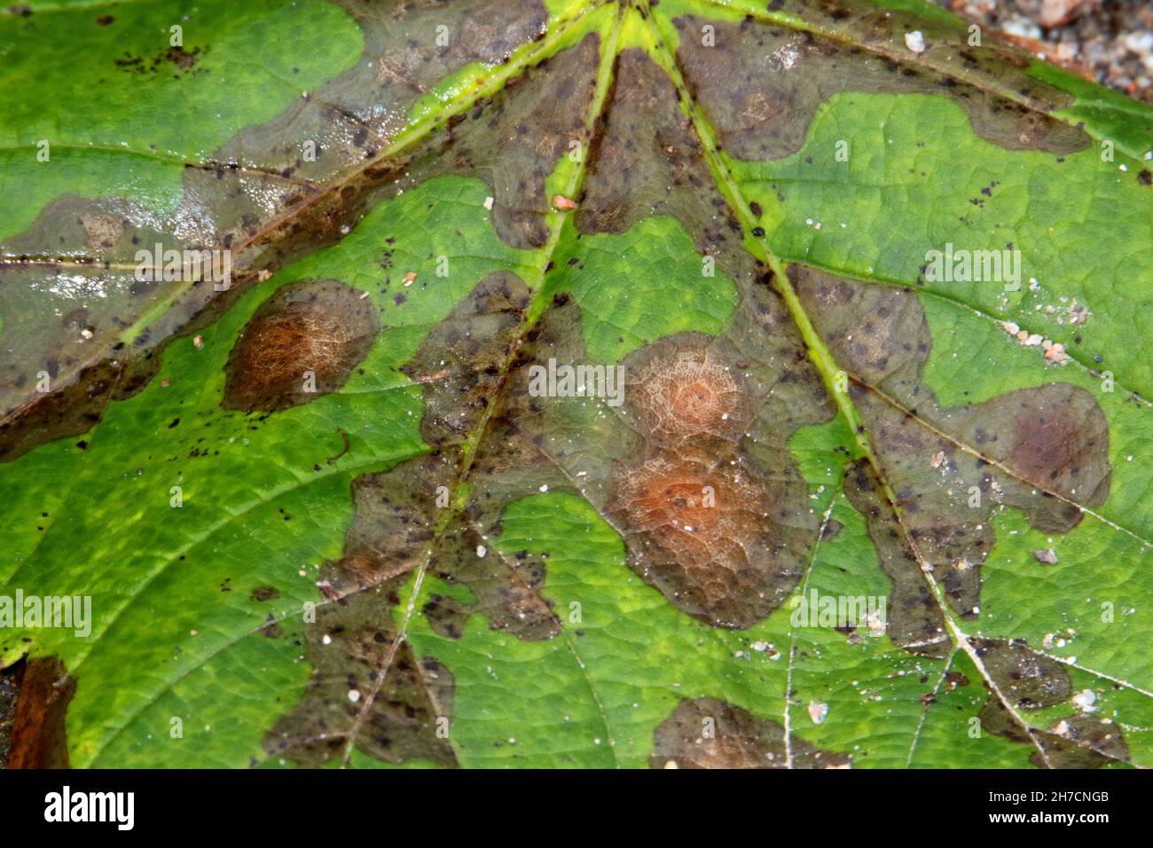 Acero sycamore, acero grande (Acer pseudoplatanus), foglia di acero marcio, Germania Foto Stock