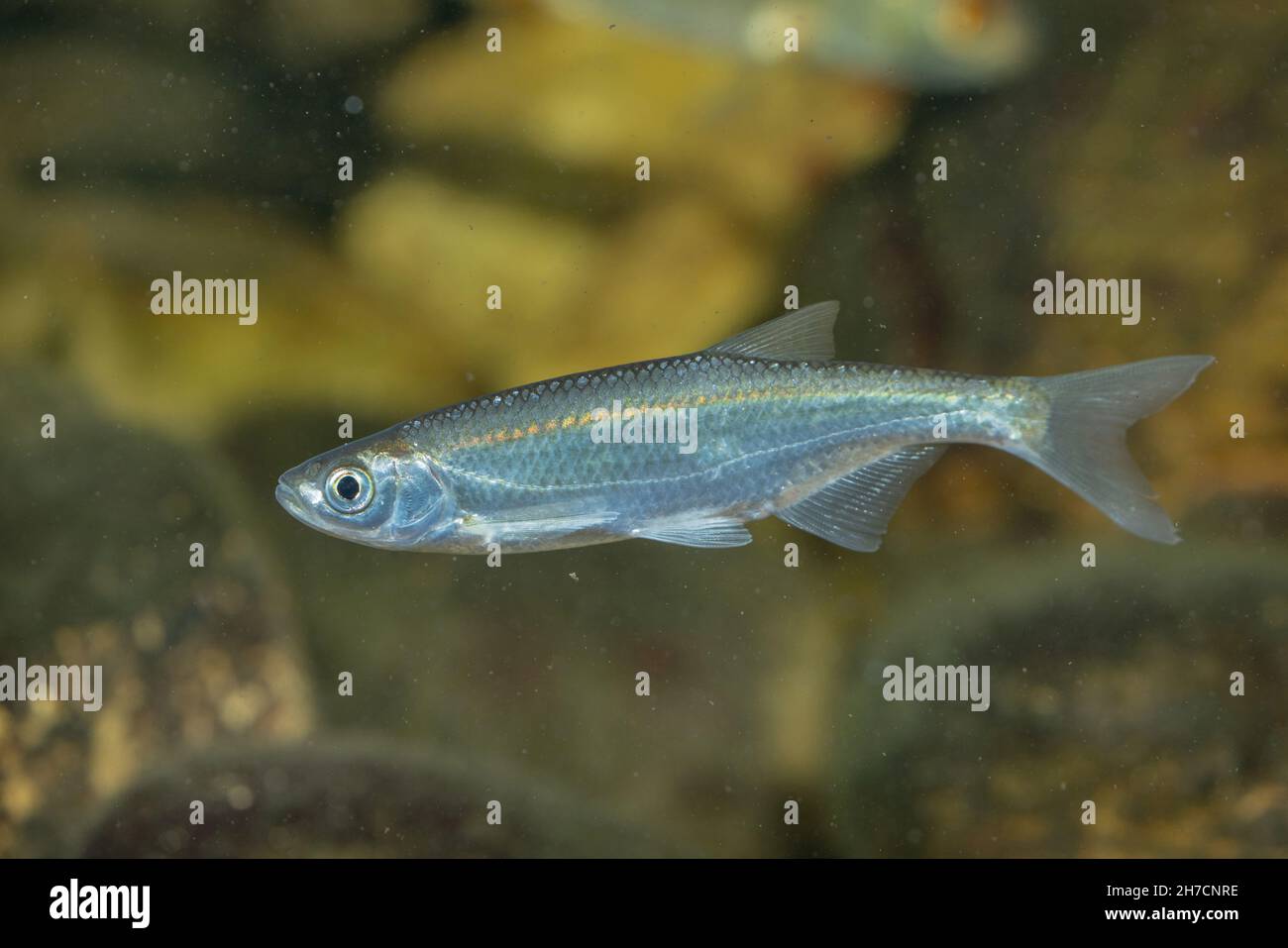 Comune alborella Alborella (Alburnus alburnus), nuoto, Germania Foto Stock