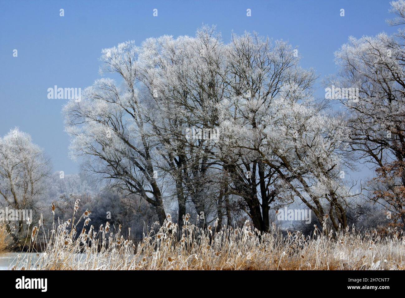 Paesaggio invernale nelle pianure di Amper vicino a Moosburg, Germania, Baviera Foto Stock