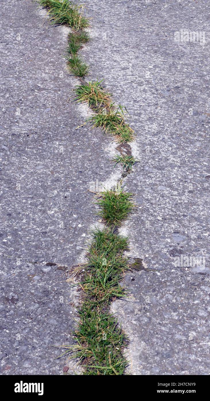 Erba che cresce da una crepa in una lastra di cemento, Germania Foto Stock