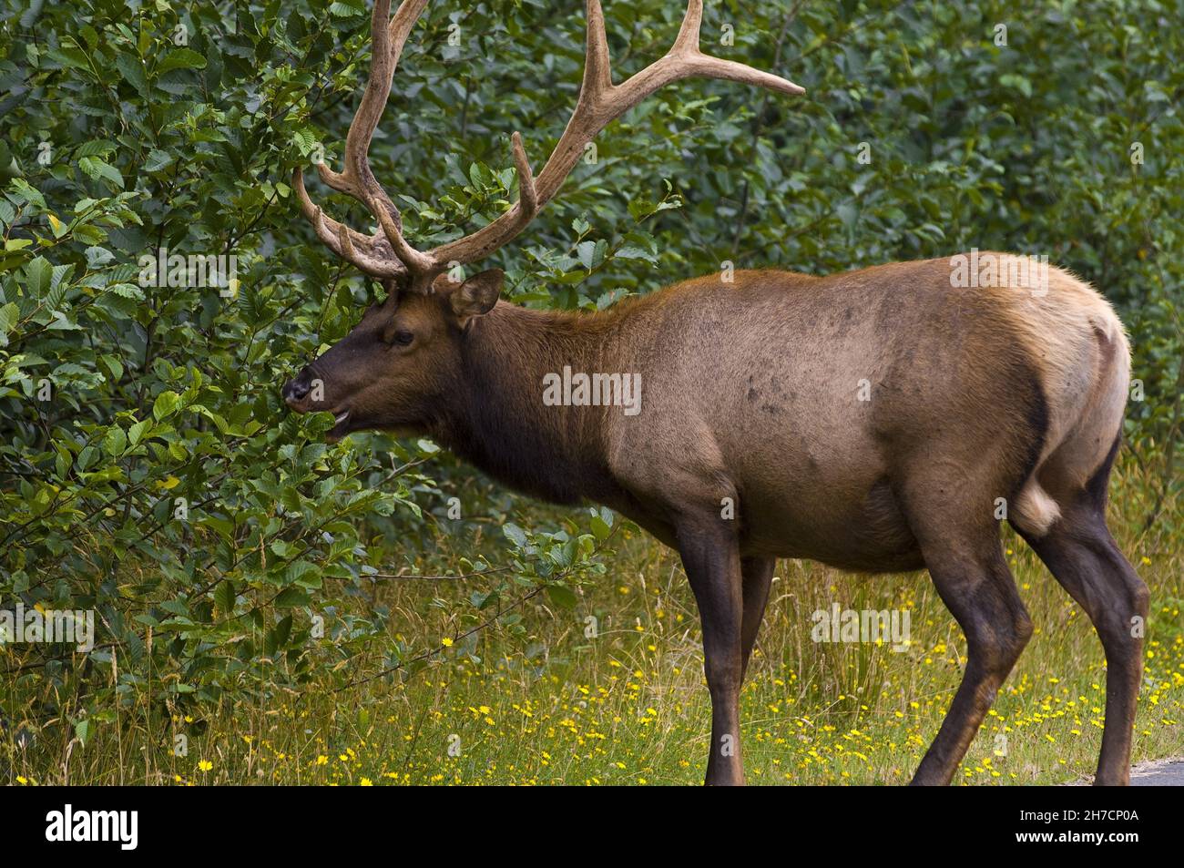 Roosevelt elk, alce olimpica (Cervus roosevelti, Cervus canadensis roosevelti), foraging dello Pag, USA, California, Parco Nazionale di Redwood Foto Stock