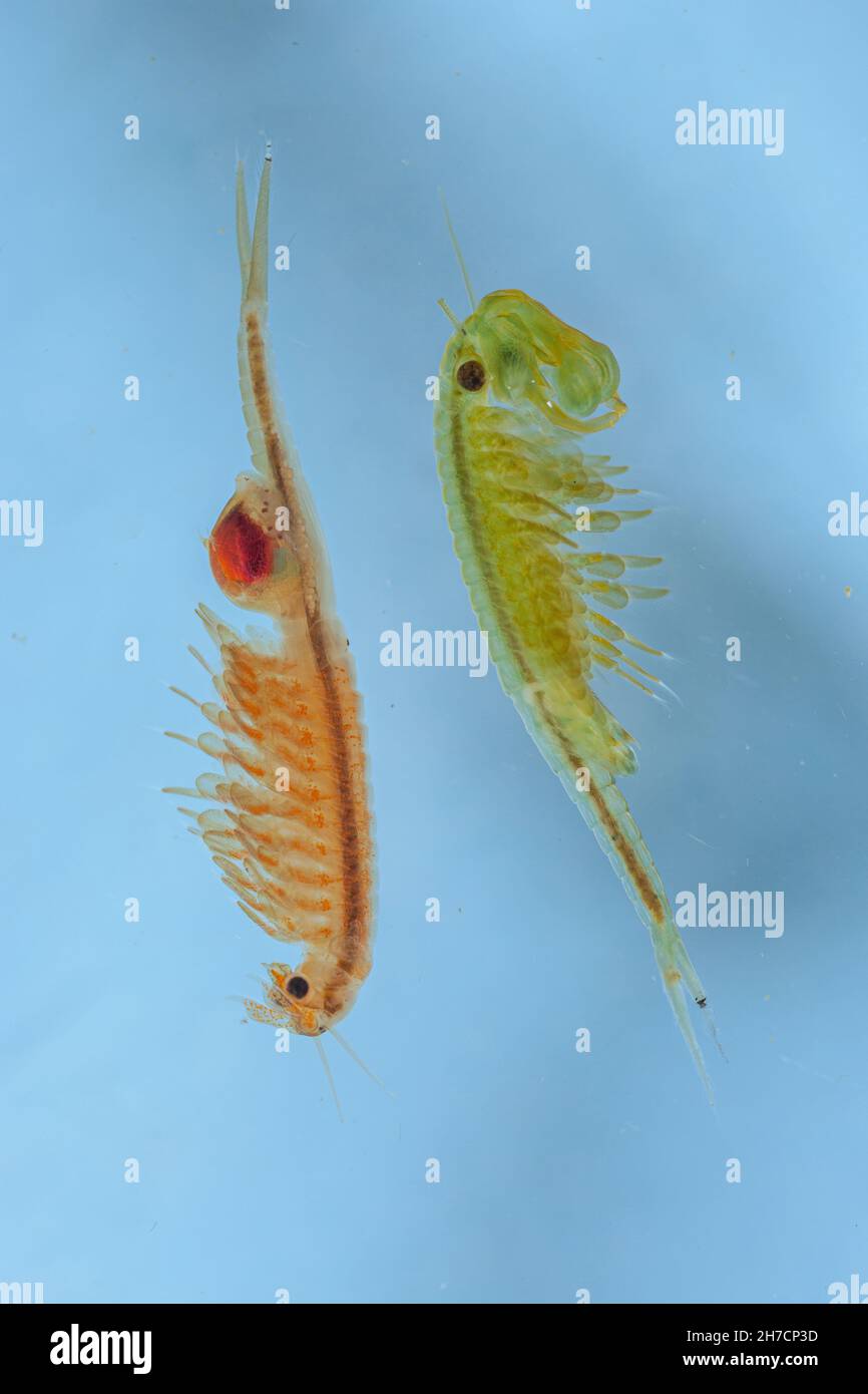Macroccrostacei, Anostraca (Tanymastix stagnalis), coppia sessualmente matura, Germania, Baviera Foto Stock