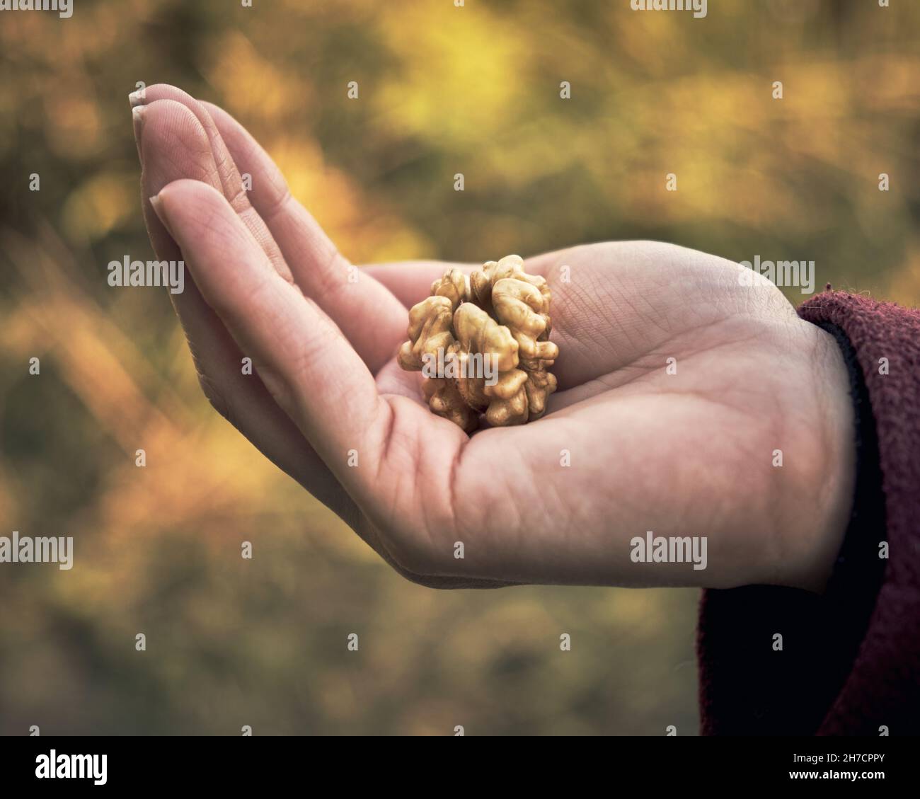 Nocciolo di noce tenuto in mano da una ragazza in una giornata di sole Foto Stock