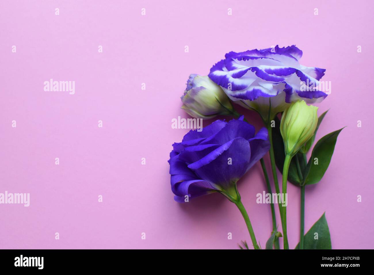 Bellissimi fiori di eustoma viola e bianco (lisianthus) in piena fioritura con foglie verdi. Bouquet di fiori su sfondo rosa. Foto Stock