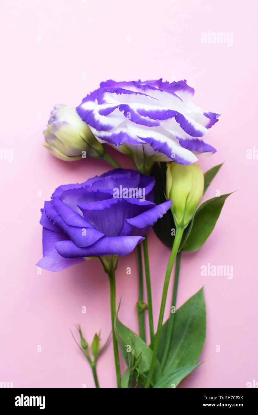Bellissimi fiori di eustoma viola e bianco (lisianthus) in piena fioritura con foglie verdi. Bouquet di fiori su sfondo rosa. Foto Stock