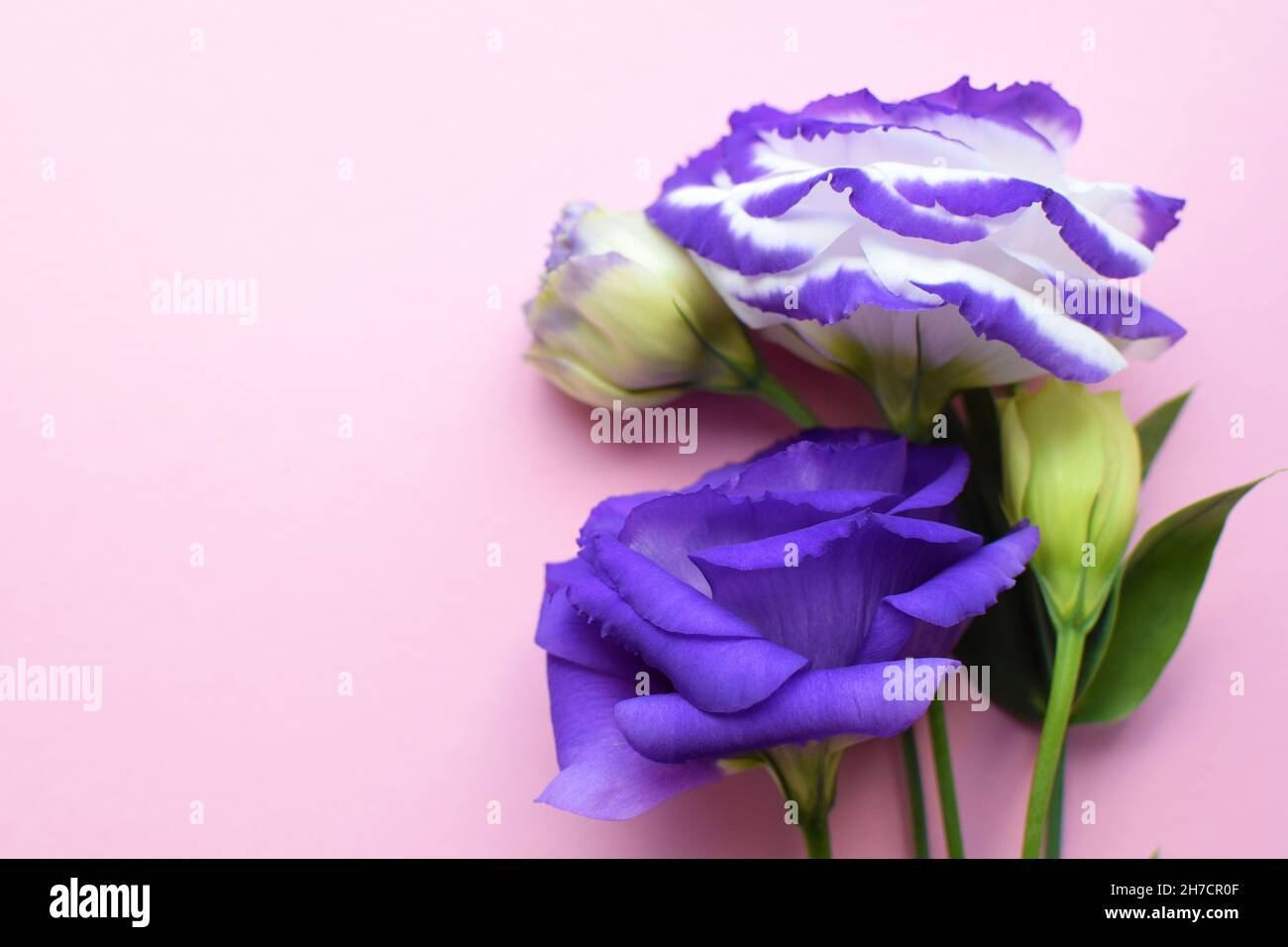 Bellissimi fiori di eustoma viola e bianco (lisianthus) in piena fioritura con foglie verdi. Bouquet di fiori su sfondo rosa. Foto Stock