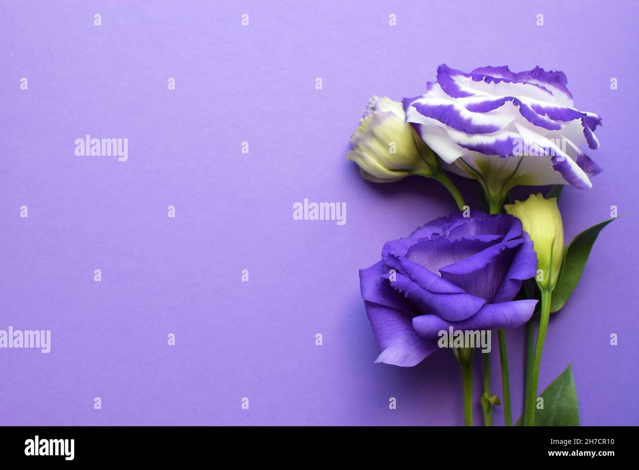 Bellissimi fiori di eustoma viola e bianco (lisianthus) in piena fioritura con foglie verdi. Bouquet di fiori su sfondo viola. Foto Stock