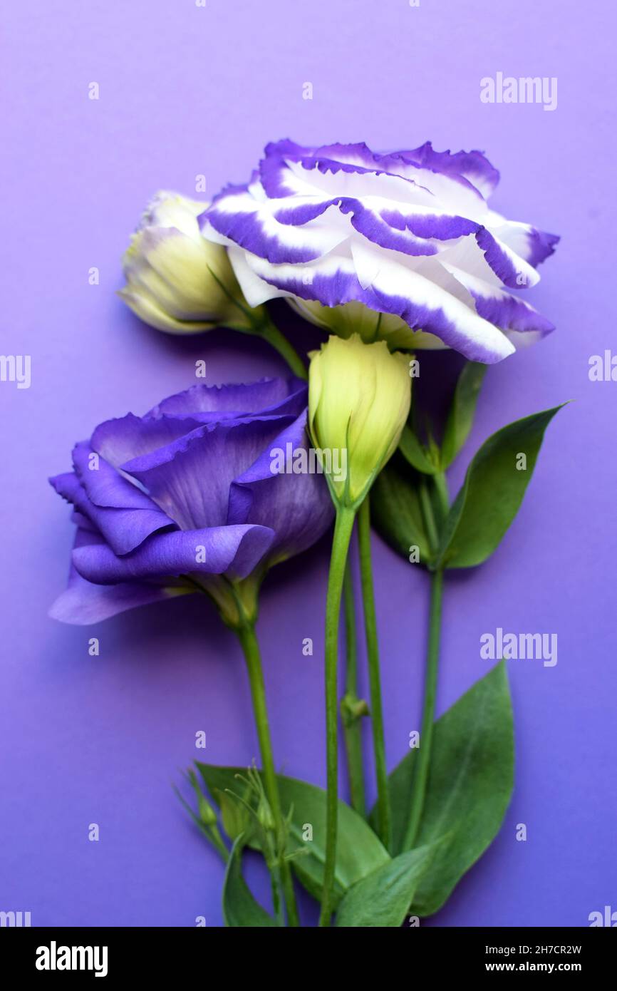 Bellissimi fiori di eustoma viola e bianco (lisianthus) in piena fioritura con foglie verdi. Bouquet di fiori su sfondo viola. Foto Stock