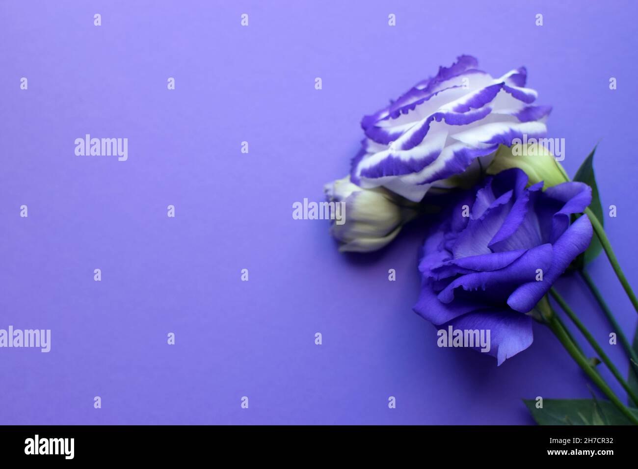 Bellissimi fiori di eustoma viola e bianco (lisianthus) in piena fioritura con foglie verdi. Bouquet di fiori su sfondo viola. Foto Stock