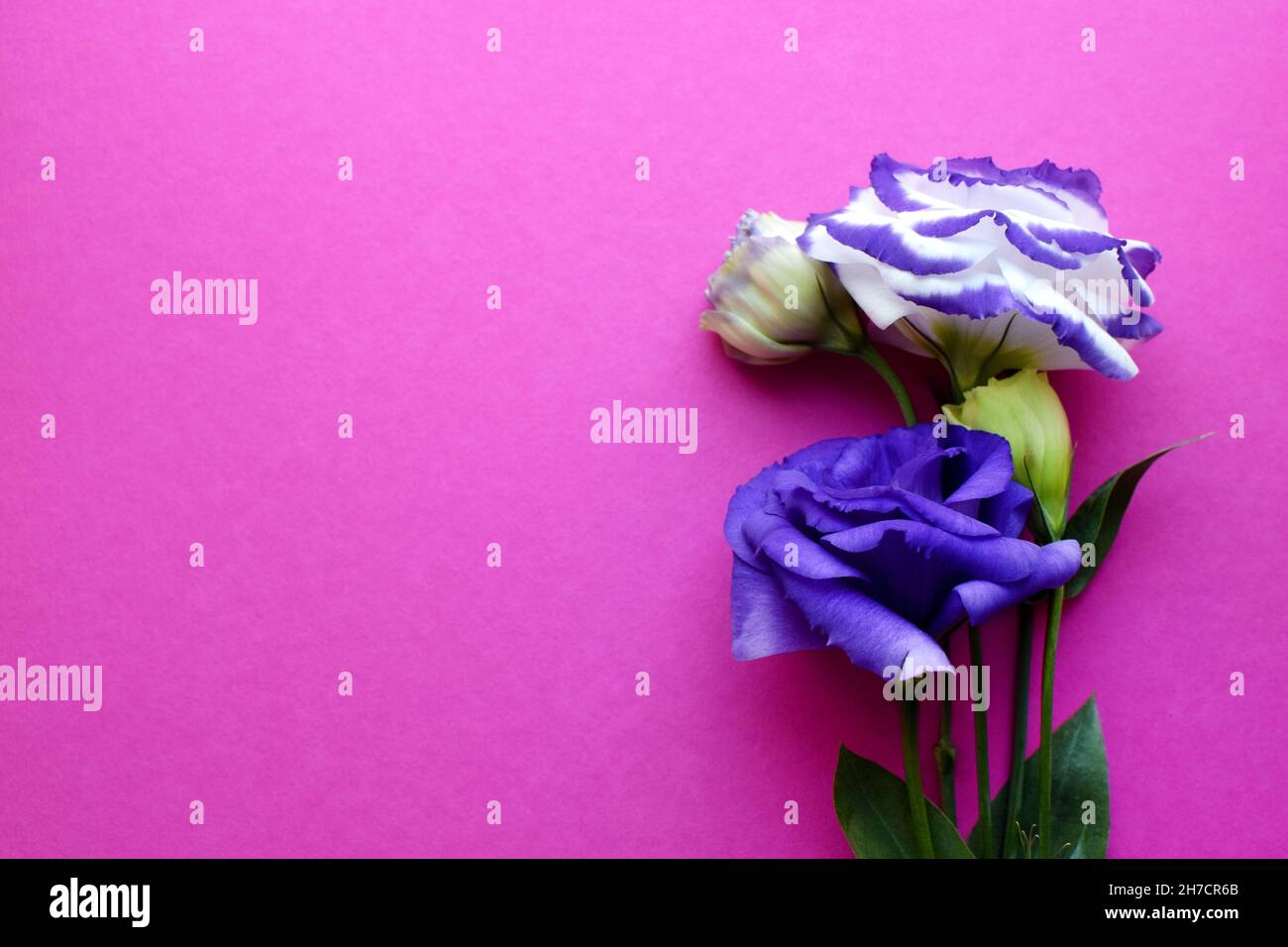 Bellissimi fiori di eustoma viola e bianco (lisianthus) in piena fioritura con foglie verdi. Bouquet di fiori su sfondo rosa. Foto Stock