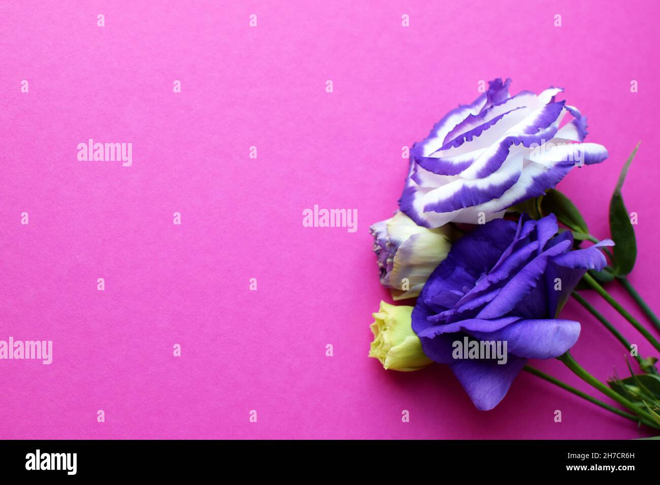 Bellissimi fiori di eustoma viola e bianco (lisianthus) in piena fioritura con foglie verdi. Bouquet di fiori su sfondo rosa. Foto Stock