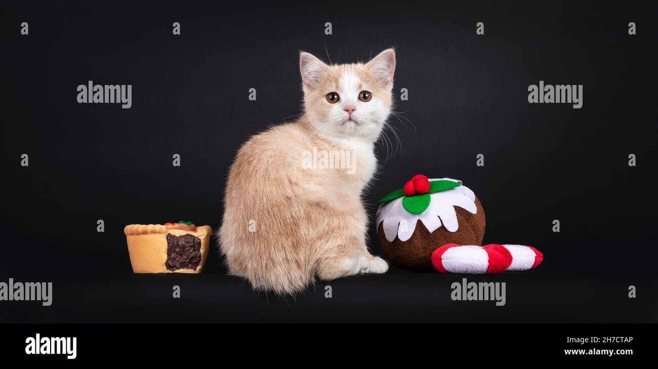 Adorabile cucciolo di gatto Manx sartiglio, seduto all'indietro sul bordo inbetweek Natale tratta giocattoli modellati. Guardando oltre la spalla verso la telecamera con droopy Foto Stock