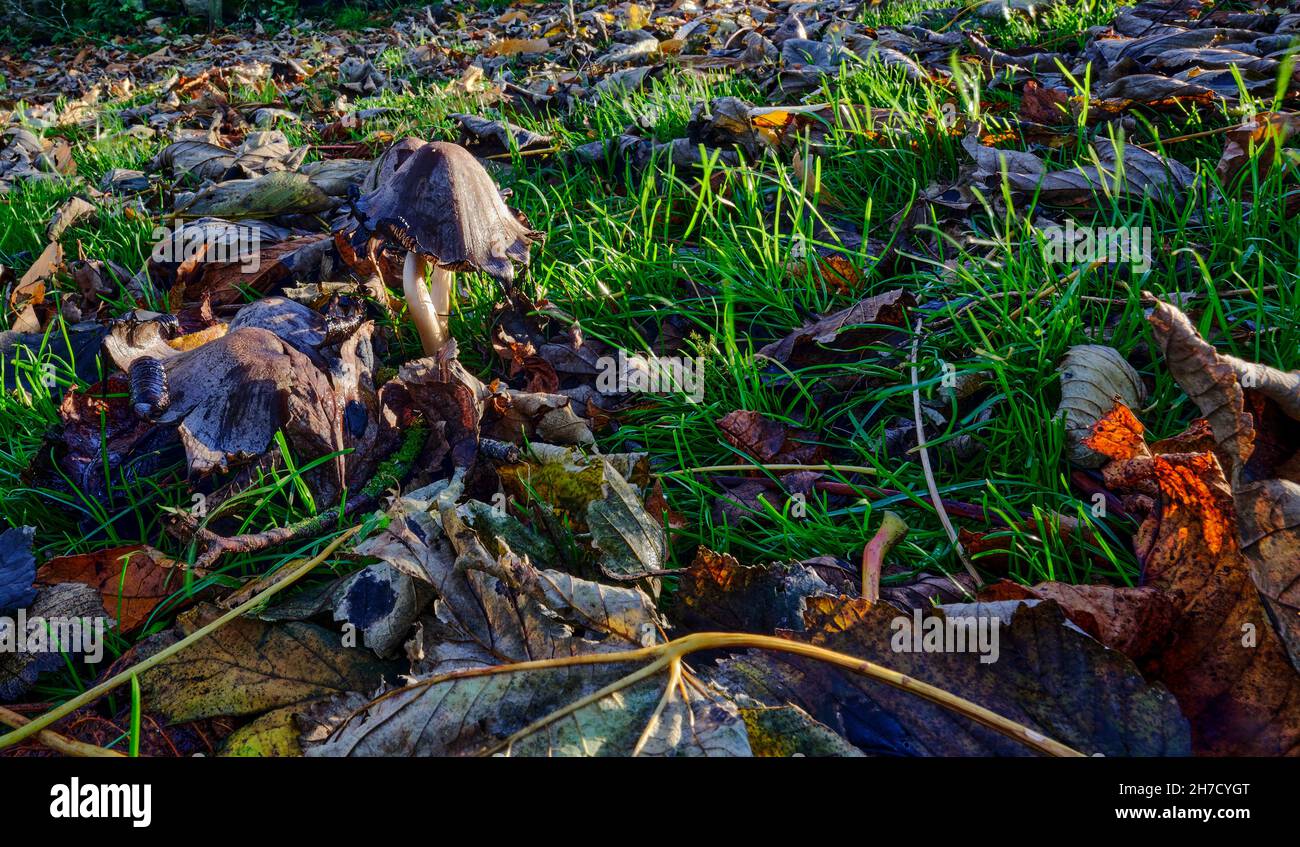 Sgabelli non identificati che crescono tra erba e foglie cadute su un terreno boscoso Foto Stock