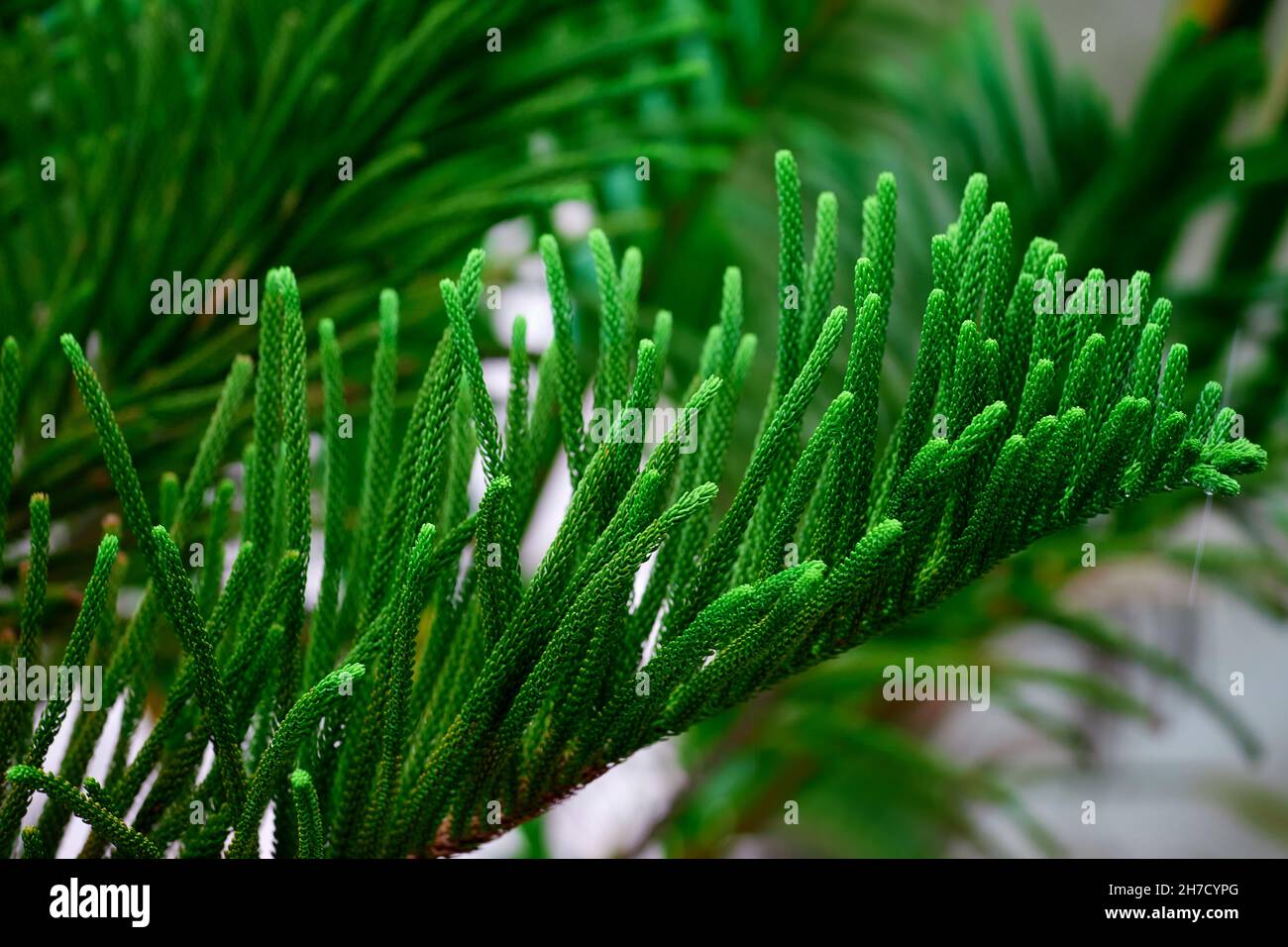 Una bella pioggia sul modello di foglie di pino Foto Stock