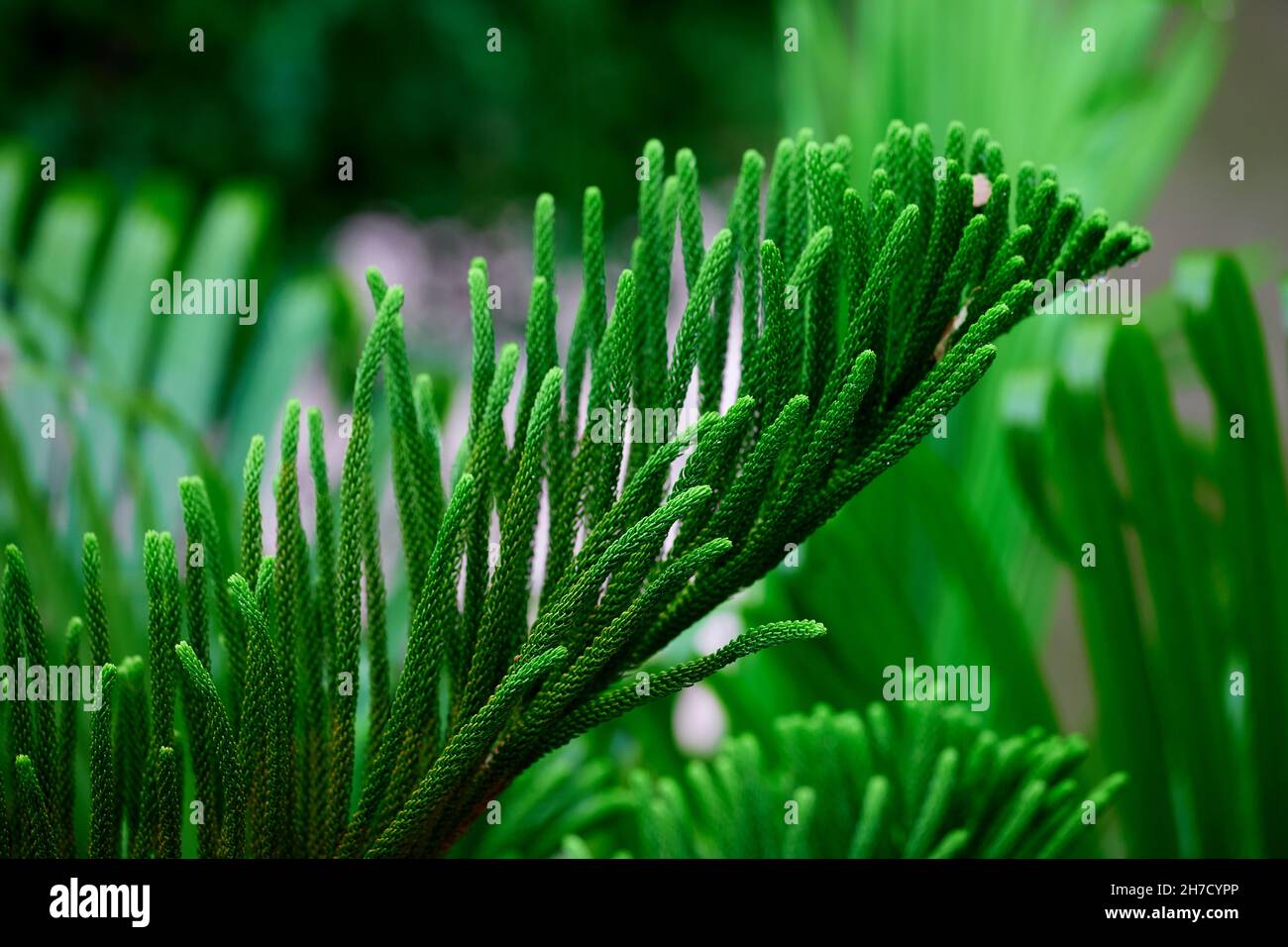 Una bella pioggia sul modello di foglie di pino Foto Stock