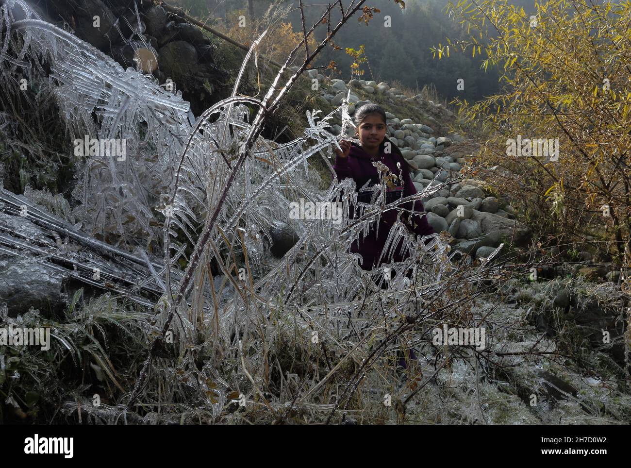 22 novembre 2021, Srinagar, Jammu e Kashmir, India: Le cicliche sono viste su rami di albero, nella regione di Drung di Tangmarg, a circa 50 chilometri da Srinagar in Kashmir. Il mercurio precipita a sub-zero gradi Celsius durante le notti. Il mercurio continuò la sua spirale verso il basso nei territori di Unione di Jammu e Kashmir e Ladakh a causa di cieli limpidi con Leh, Srinagar vivendo la notte più fredda della stagione, ha detto un funzionario del dipartimento meteorologico. (Credit Image: © Sajad Hameed/Pacific Press via ZUMA Press Wire) Foto Stock