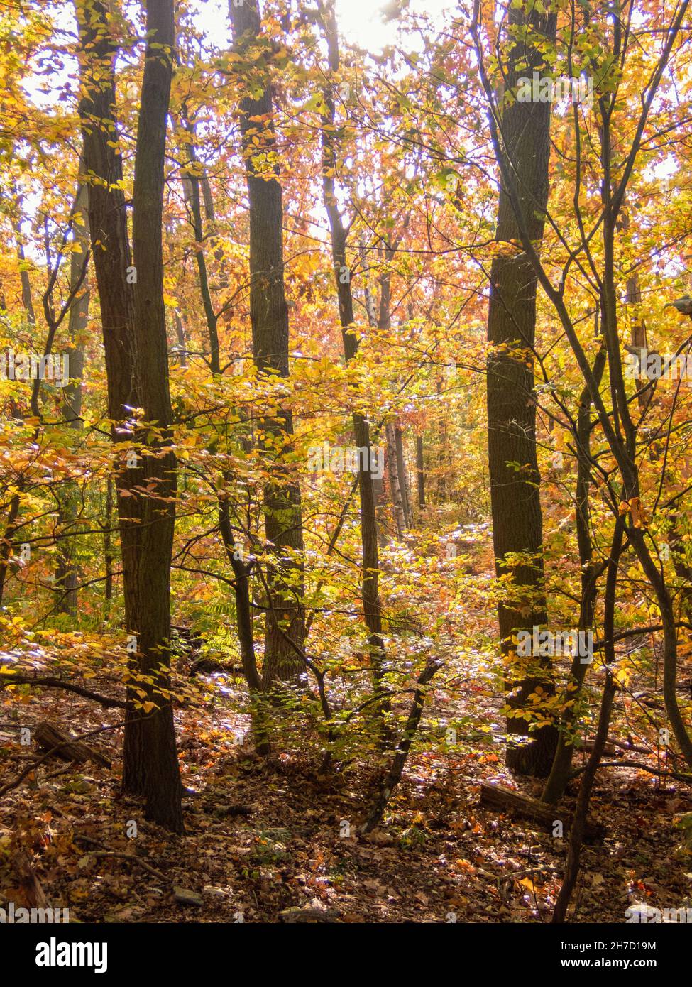 I colori dell'autunno nella foresta Grunewald di Berlino Foto Stock