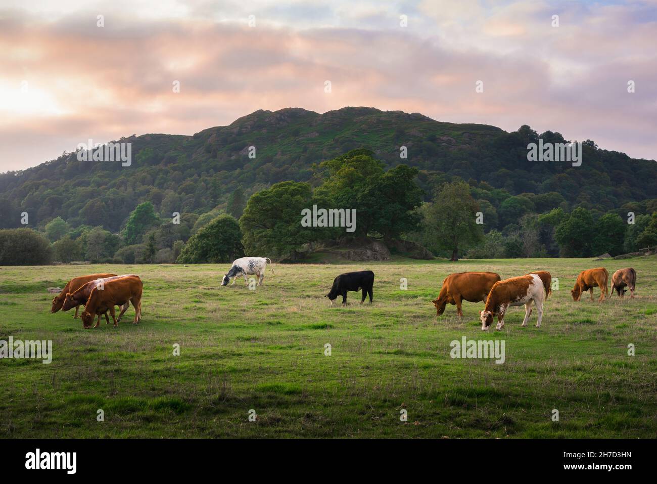 Mucche, vista su una tranquilla serata estiva di mucche pascolo in un campo vicino al lago Windermere nel Lake District, Cumbria, Inghilterra, Regno Unito Foto Stock