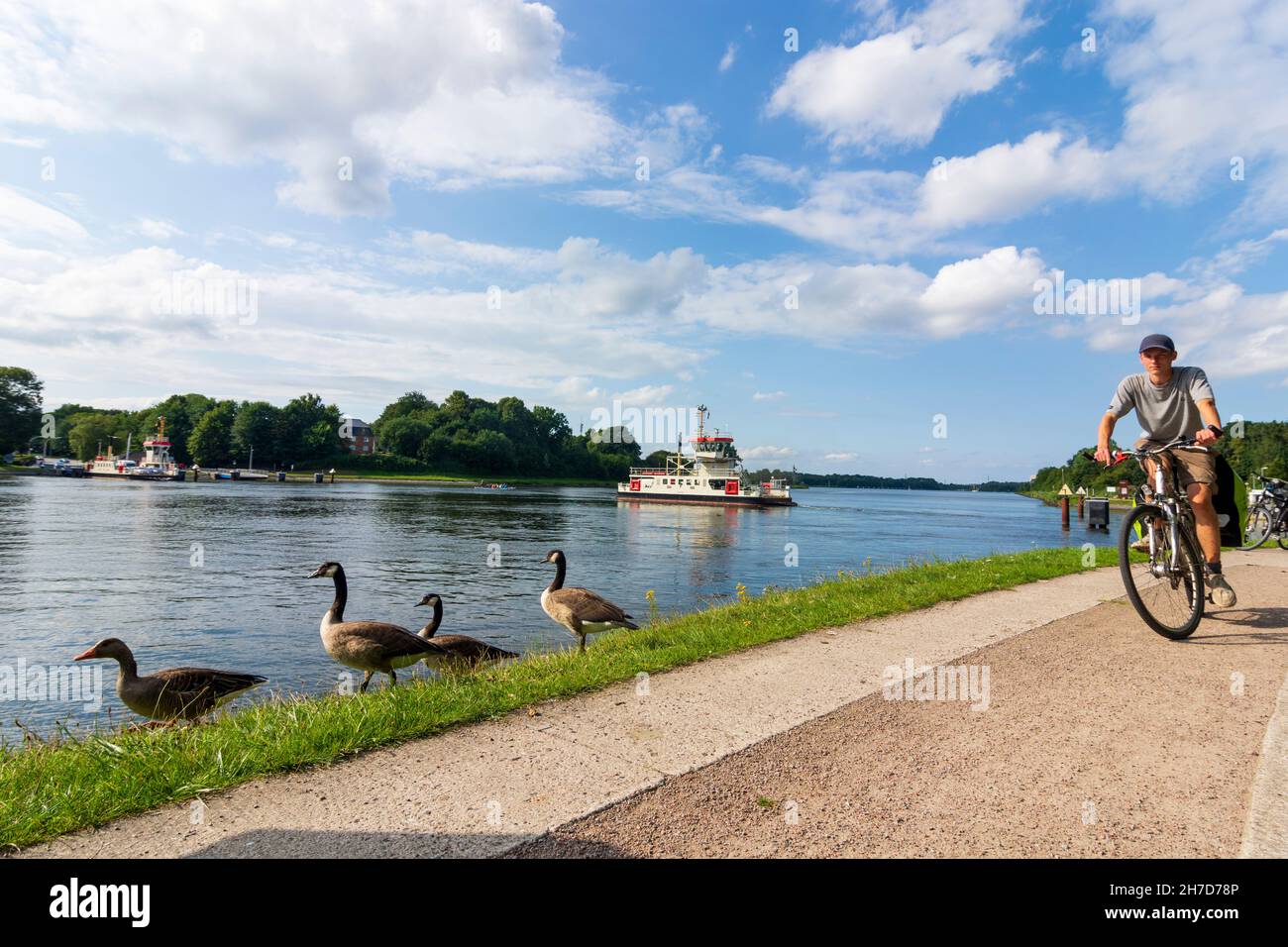 Rendsburg: Traghetto a Nobiskrug su Nord-Ostsee-Kanal (canale Kiel), oche del Canada (Branta canadensis), ciclista sulla strada ciclabile Nord-Ostsee-Kanal a Binnenl Foto Stock