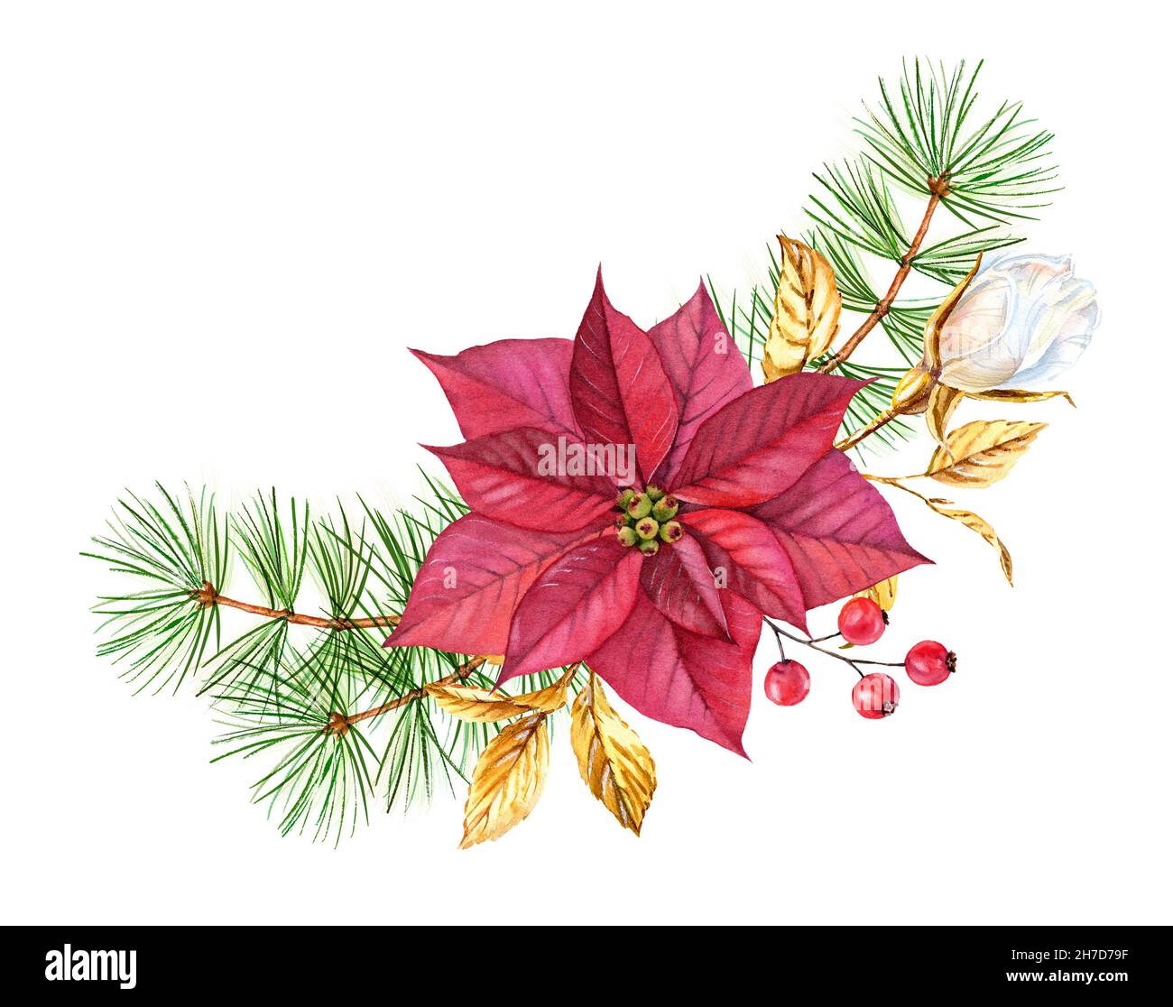 Composizione natalizia con fiore di poinsettia, rami di pino e rosa dorata. Acquerello bouquet dipinto a mano per le vacanze invernali, biglietti d'auguri Foto Stock