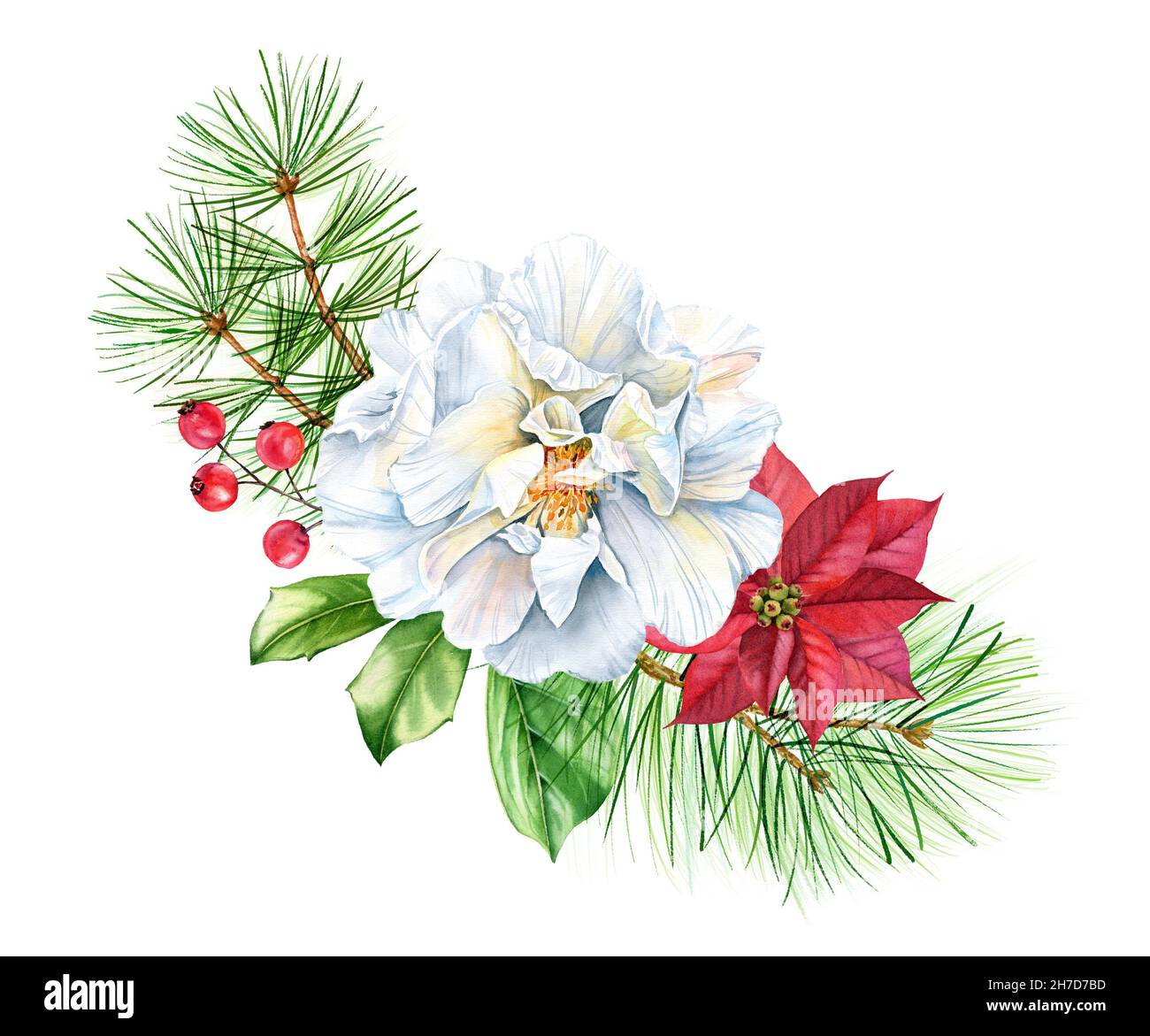 Composizione natalizia con rose bianche, fiori di poinsettia e rami di pino. Acquerello bouquet dipinto a mano per le vacanze invernali, biglietti d'auguri Foto Stock