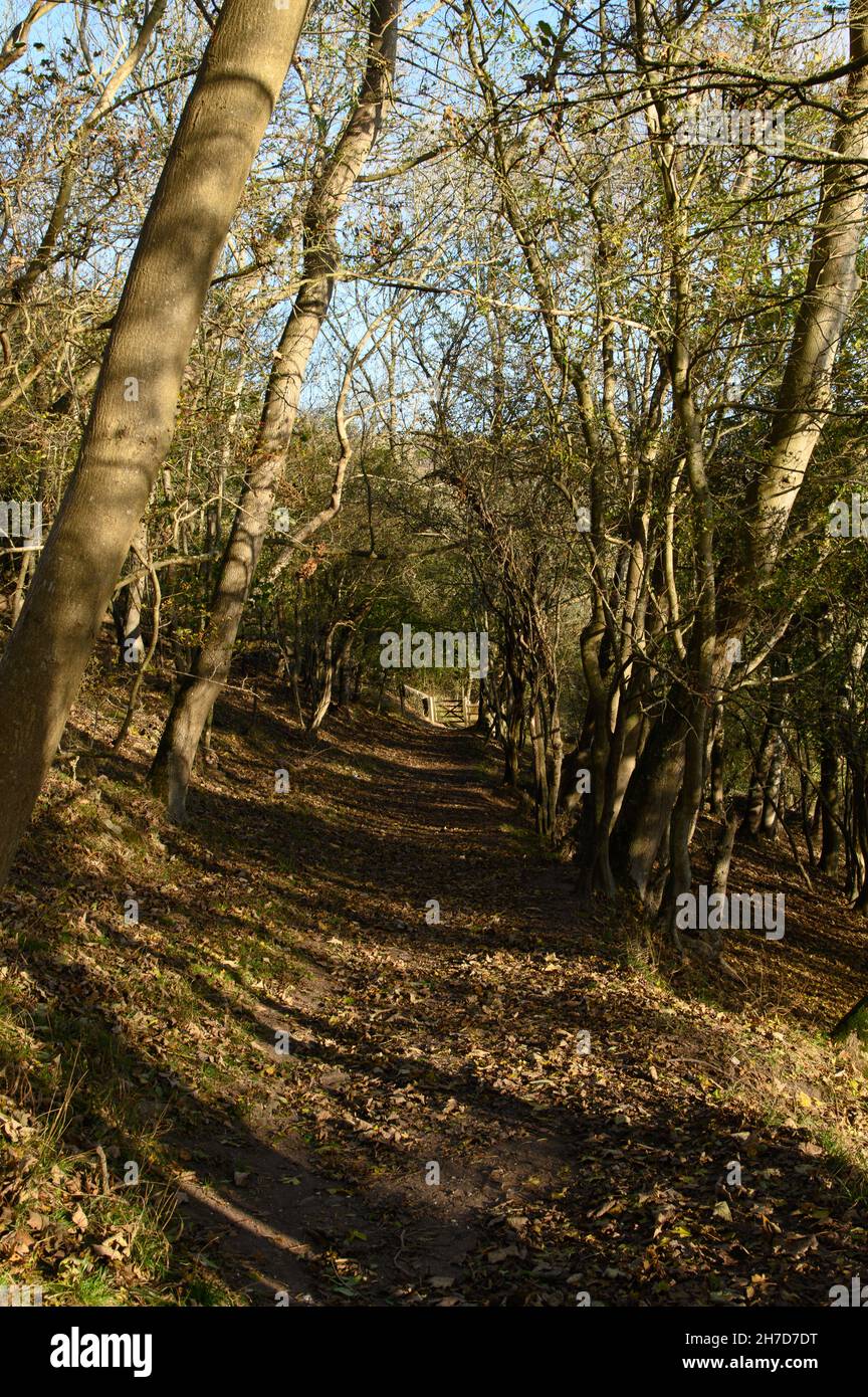 Il percorso è andato vicino Dean Est sulle South Downs in novembre luce del sole Foto Stock
