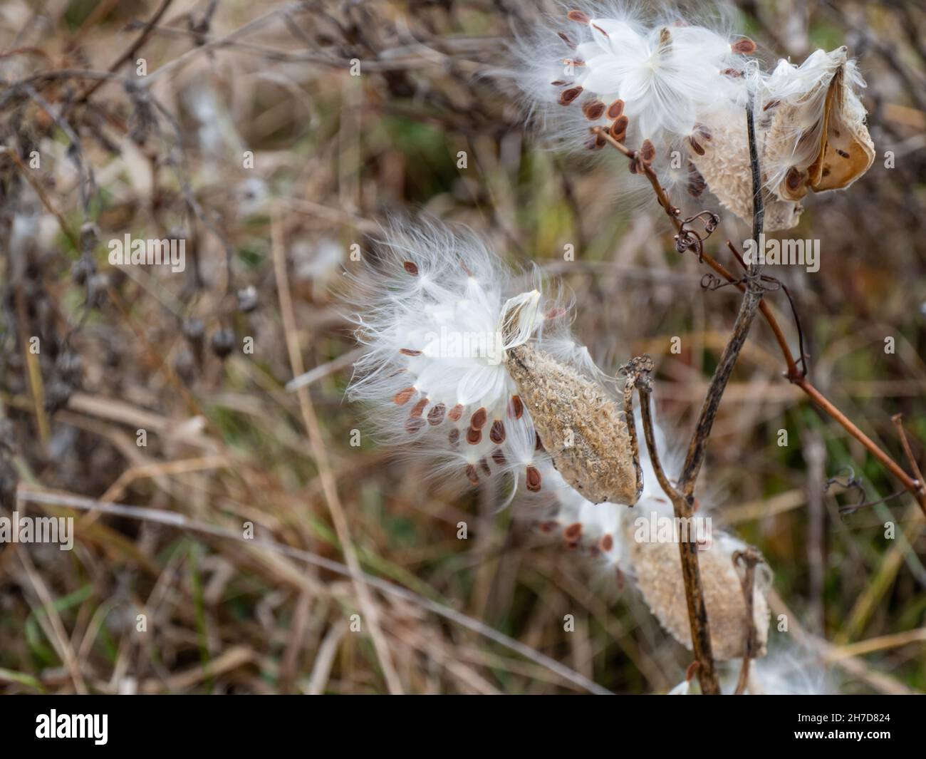 Primo piano di una pianta selvaggia che sta seminando in un campo in un giorno freddo di novembre. Foto Stock