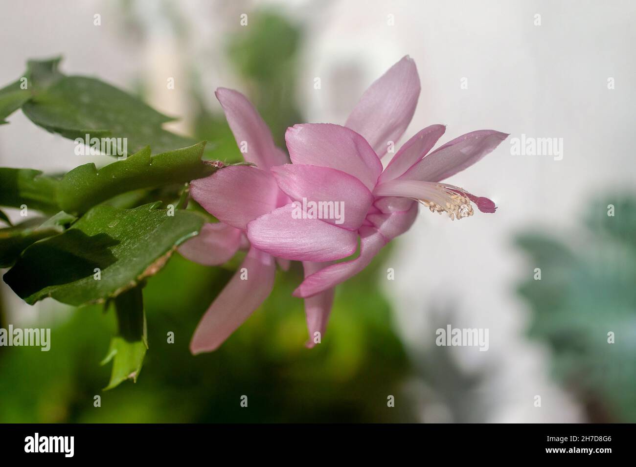 Messa a fuoco selettiva in prossimità di una fioritura di Natale fiore di cactus (Schlumbergera bridgesii). Questo cactus è trovato nell'organo foreste di montagna, nord o Foto Stock