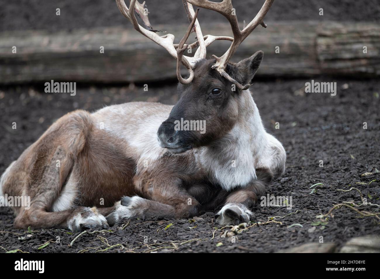 Gelsenkirchen, Germania. 15 Nov 2021. Reindeer, Ren, Rangifer Tarando, Zoom Erlebniswelt in Gelsenkirchen, 15 novembre 2021 Credit: dpa/Alamy Live News Foto Stock