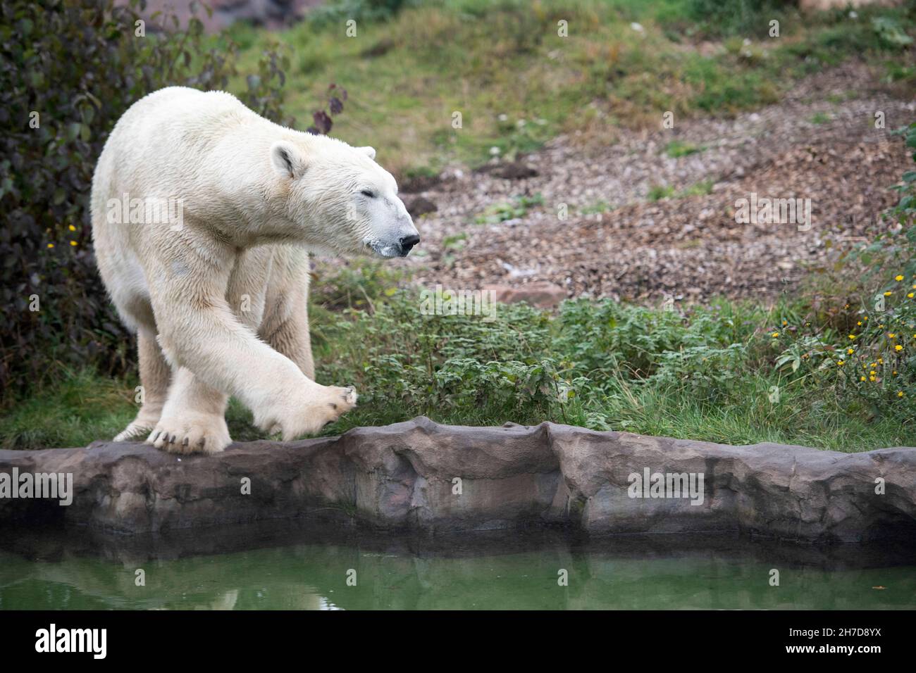 Gelsenkirchen, Germania. 15 Nov 2021. Eisbaer, Polarbaer, Ursus Maritimus, Zoom Erlebniswelt in Gelsenkirchen, 15 novembre 2021 Credit: dpa/Alamy Live News Foto Stock