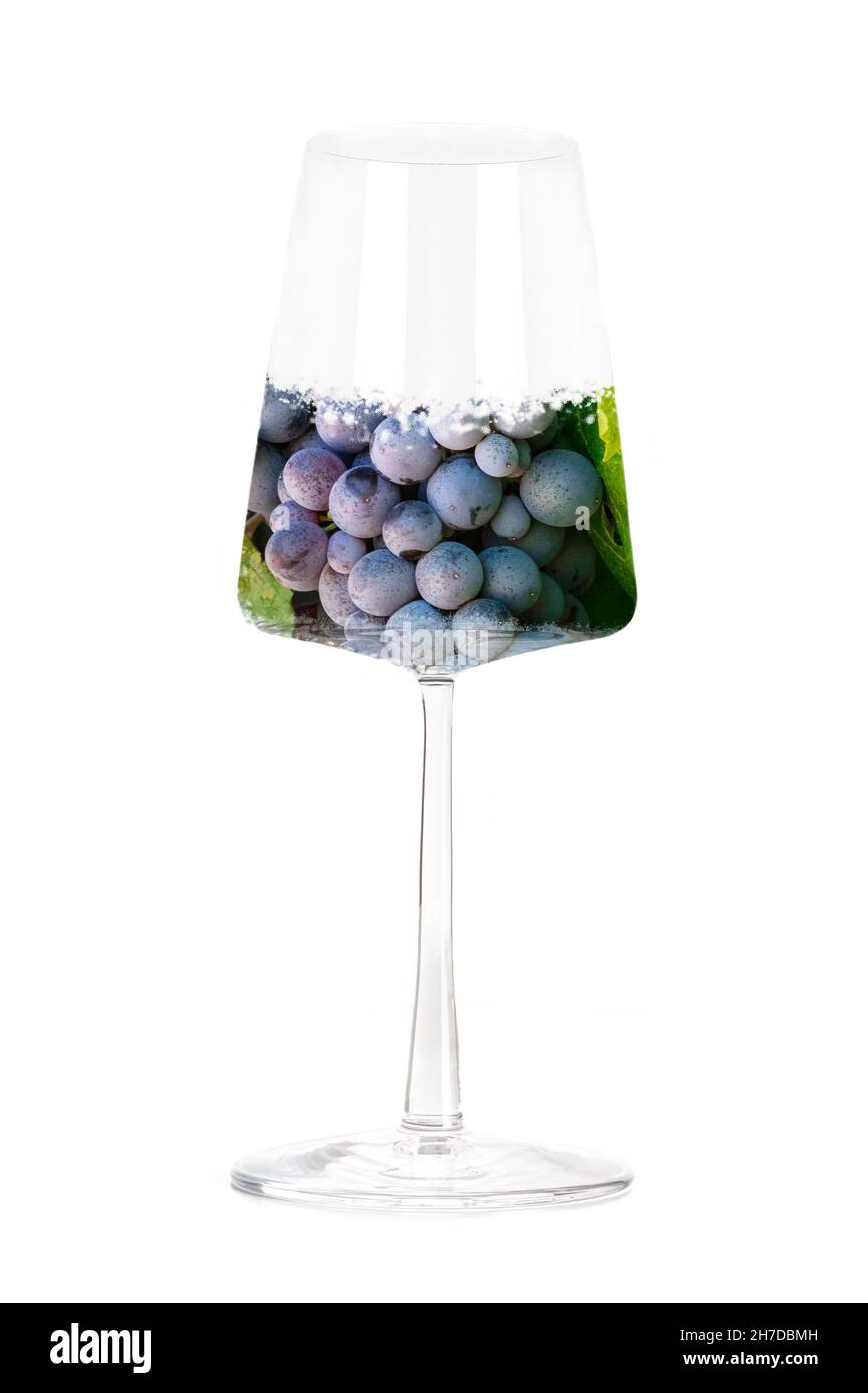 Concetto di vino. Vigneto in collage di vetro, isolato su sfondo bianco. Uva da vino rosso, viola, in un vitigno alla moda Foto Stock