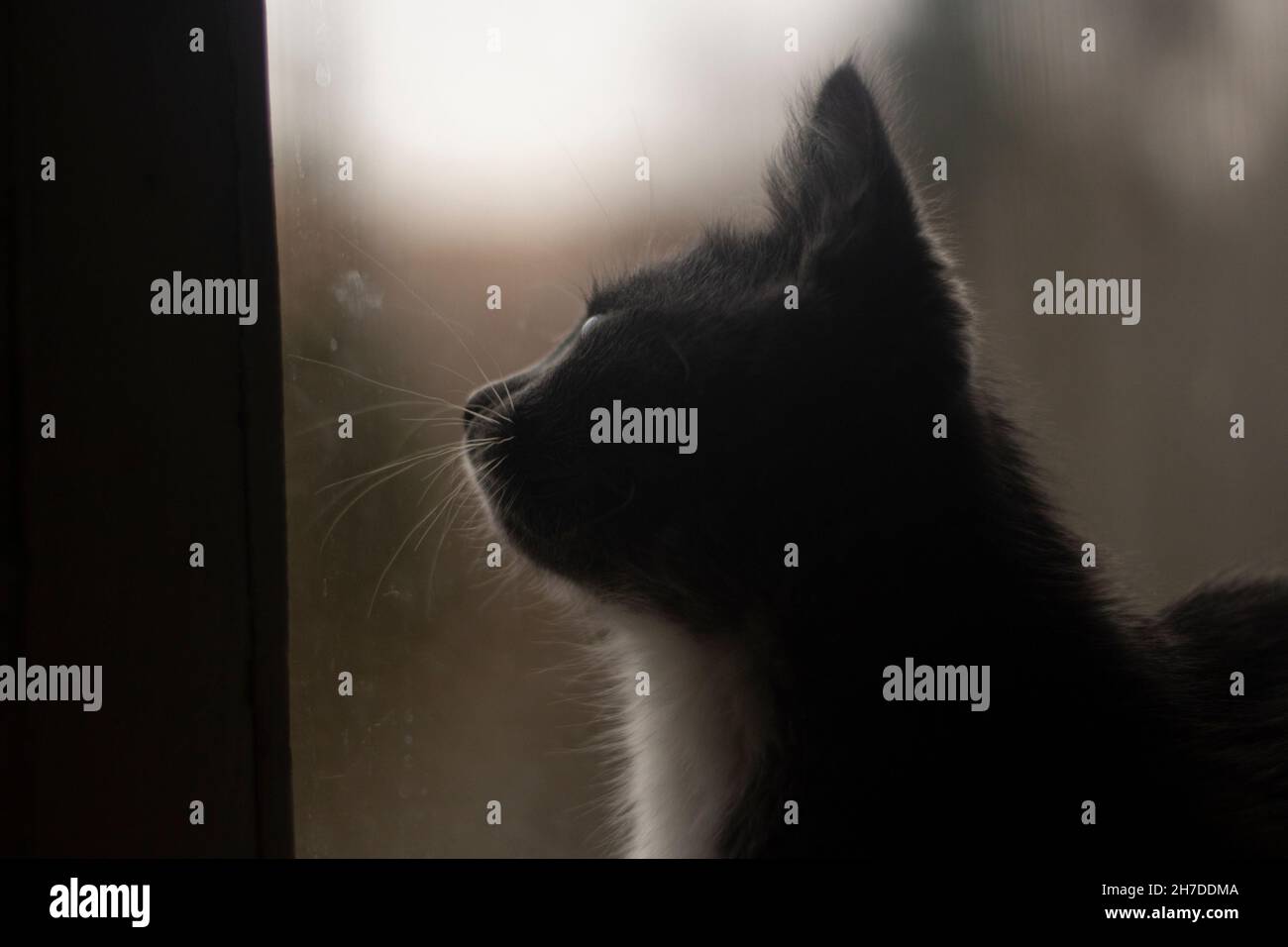 Il gattino guarda fuori dalla finestra. Gatto per strada. Animale domestico carino in una giornata grigia. Foto Stock