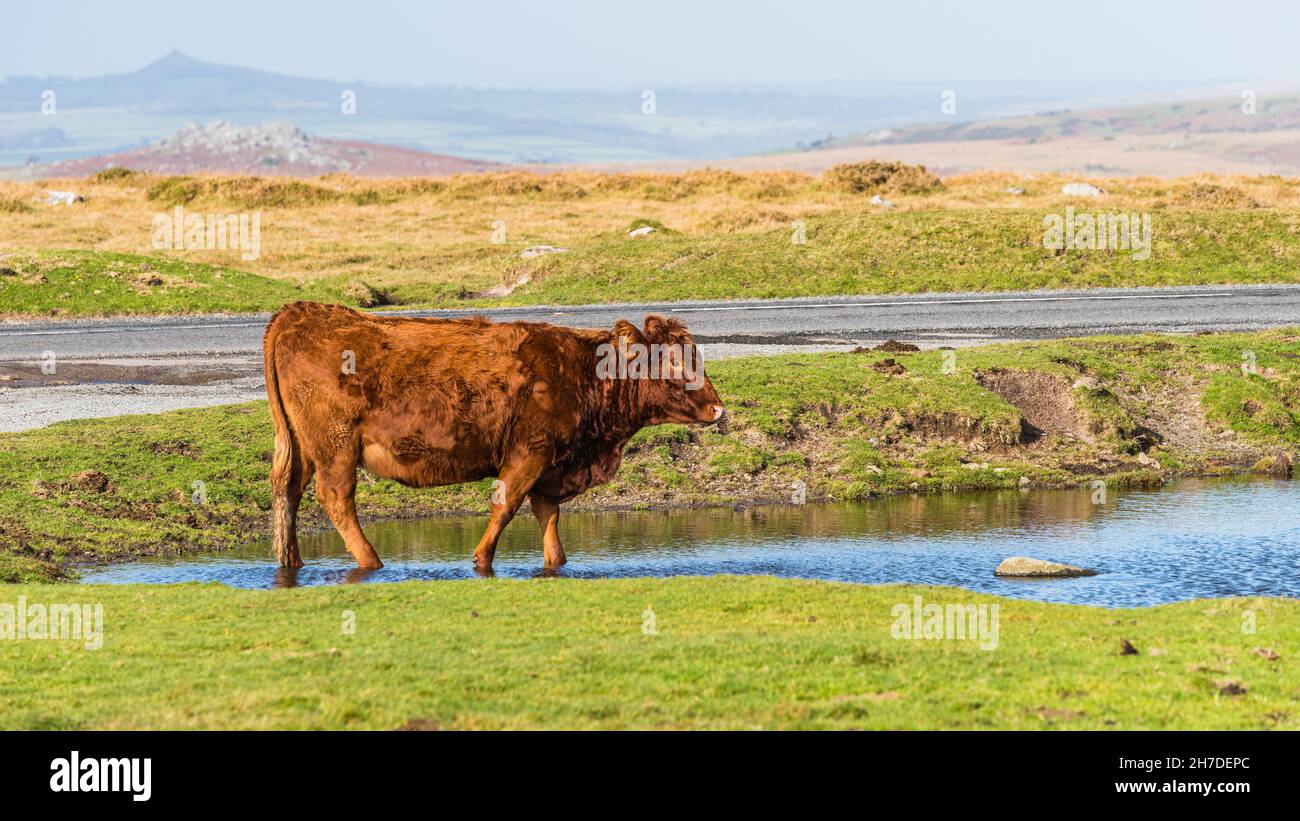 Mucche selvatiche su Sharpitor in autunno colori, Dartmoor National Park, Devon, Inghilterra, Europa Foto Stock