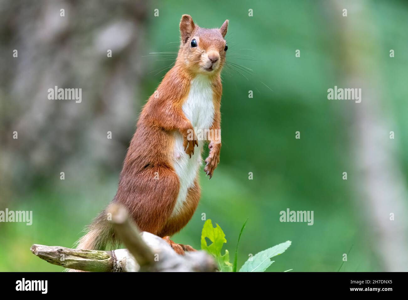 Allerta allattando scoiattolo rosso femminile (Sciurus vulgaris) in estate in piedi sulle gambe posteriori Foto Stock