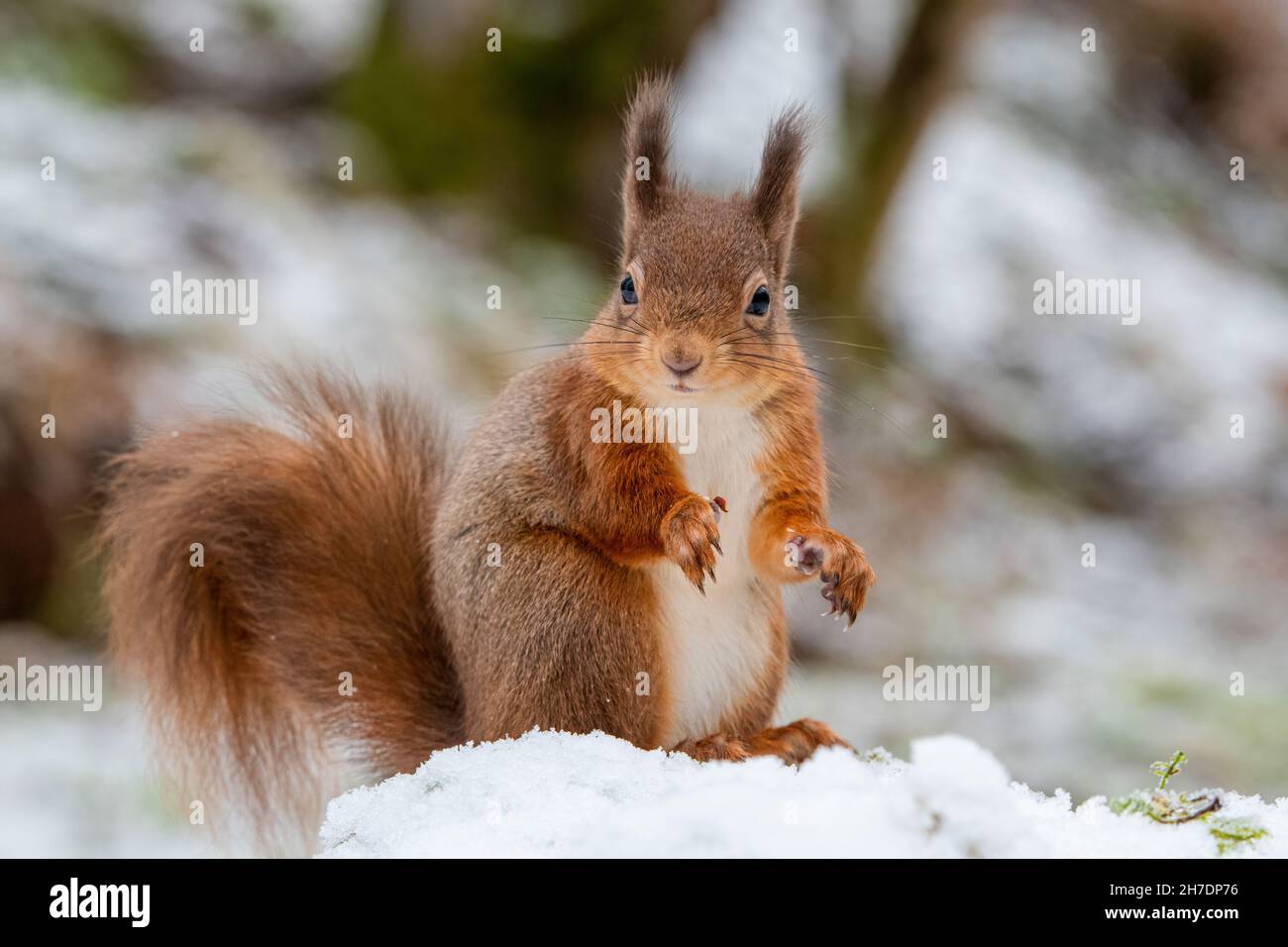 Primo piano di scoiattolo rosso (Sciurus vulgaris) seduto su terreno nevoso rivolto in avanti Foto Stock
