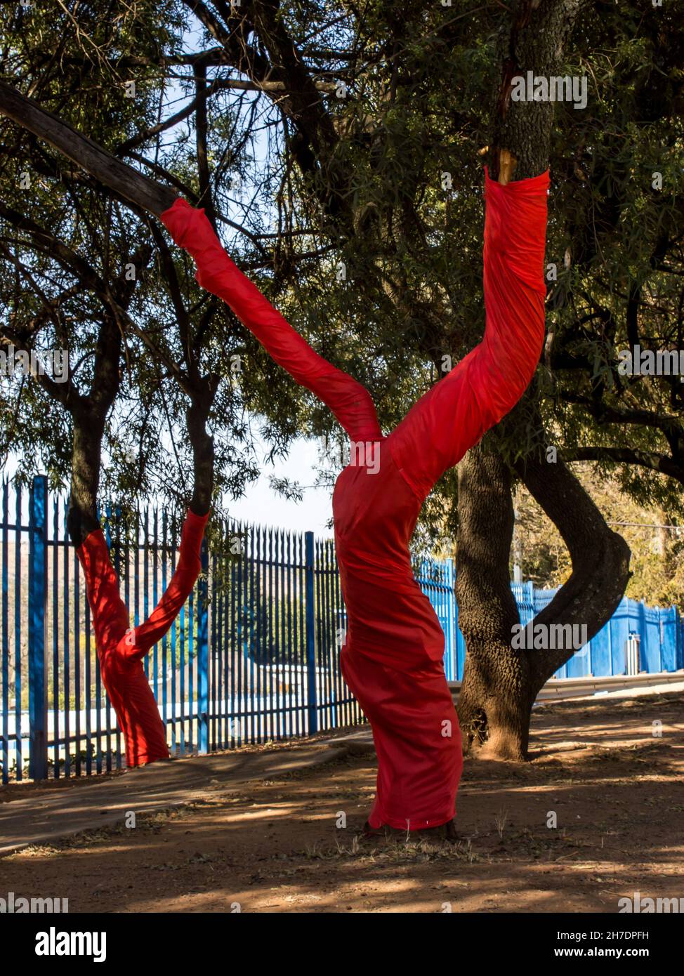 Tre alberi di Karee, due dei quali avvolti in un panno rosso brillante, di fronte ad una recinzione di sicurezza blu in una zona suburbana tra il citi sudafricano Foto Stock