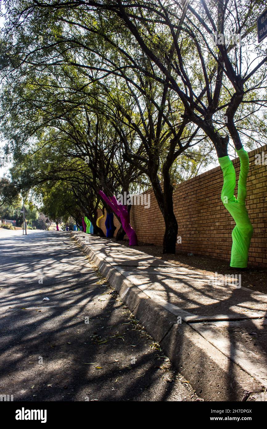 Una linea di alberi di Karee, Searsia lancea, con rami che sovrastano aree di parcheggio in un'area suburbana tra le città sudafricane di Roodepoort e J Foto Stock