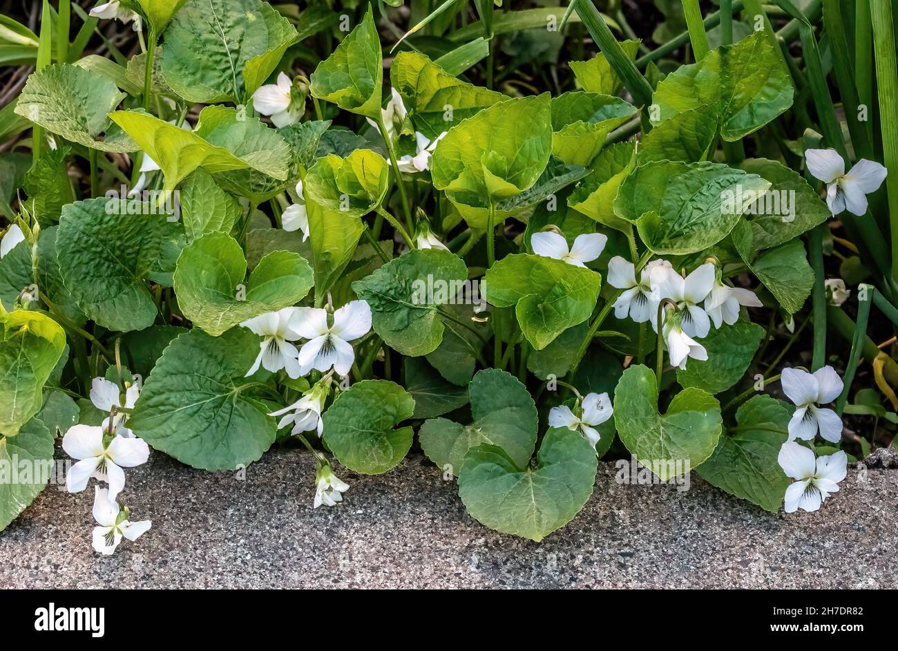 Dolci violetti bianchi in un giardino primaverile a Taylors Falls, Minnesota USA. Foto Stock
