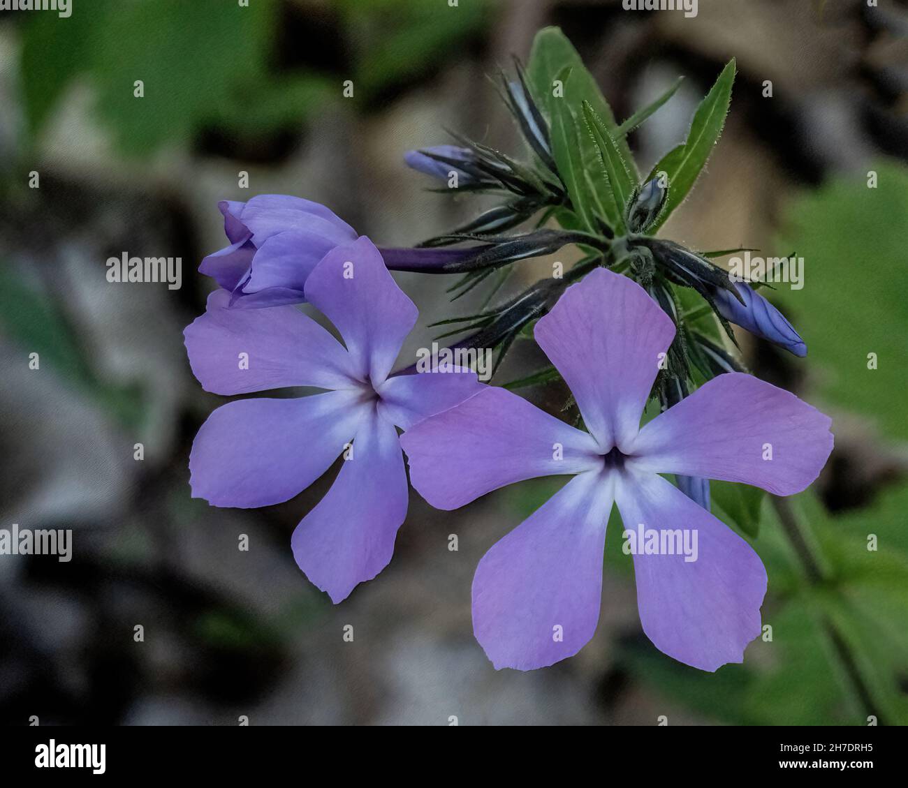Il fiore blu del flox si trova nei boschi del Lions Club Park a Taylors Falls, Minnesota USA. Foto Stock