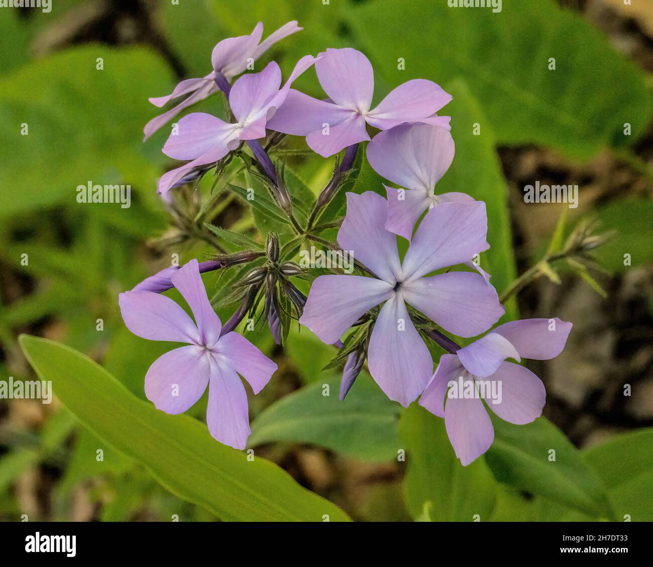 Il fiore blu del flox si trova nei boschi del Lions Club Park a Taylors Falls, Minnesota USA. Foto Stock